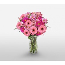 Lovely Pink Gerberas (Basic)